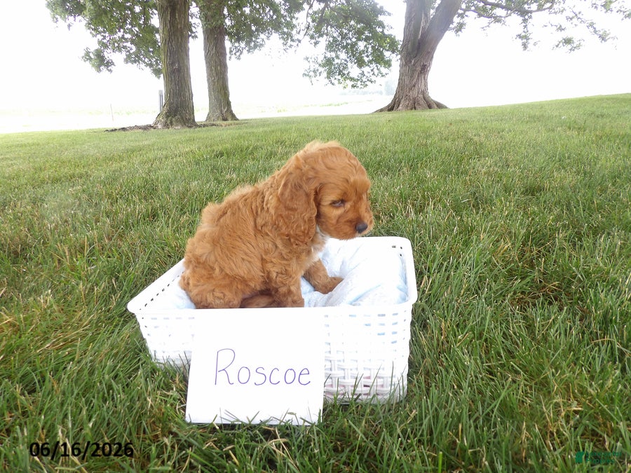 Cockapoo dogs Roscoe - Ad 2