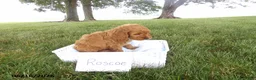 Cockapoo dogs for sale: Roscoe - Ad 2