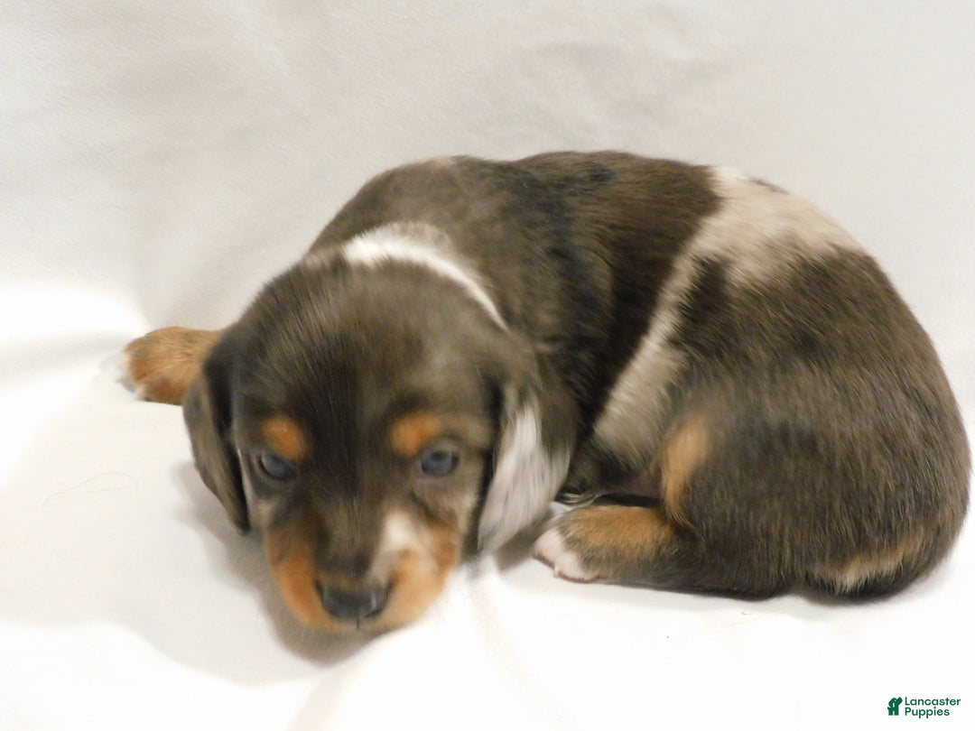 Miniature Dachshund dogs for sale: LMA's ChampionDoxie Snoop Dogg - Ad 33