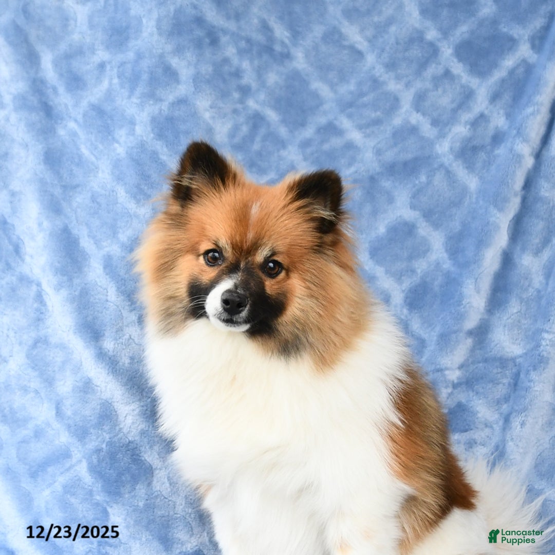 Pomeranian dogs for sale: Larry - Ad 5