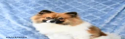 Pomeranian dogs for sale: Larry - Ad 5