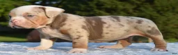 Mixed Breed dogs for sale: Maggie mini hybrid bulldog  - Ad 24
