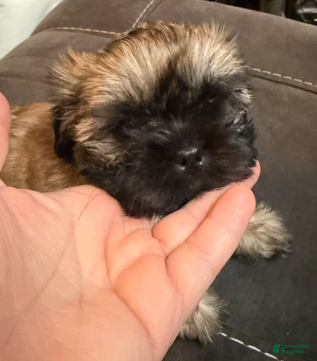 Shih Tzu dogs for sale: Tiara - Ad 1