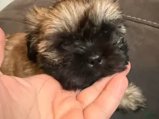 Shih Tzu dogs Tiara - Ad 13