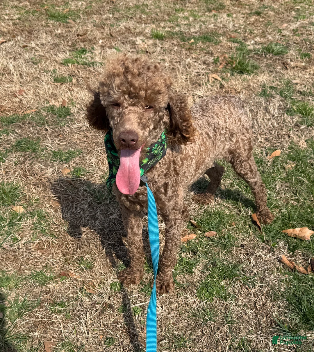 Miniature Poodle dogs for sale: Ross - Ad 4