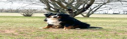 Bernese Mountain Dog dogs for sale: Brandy - Ad 3