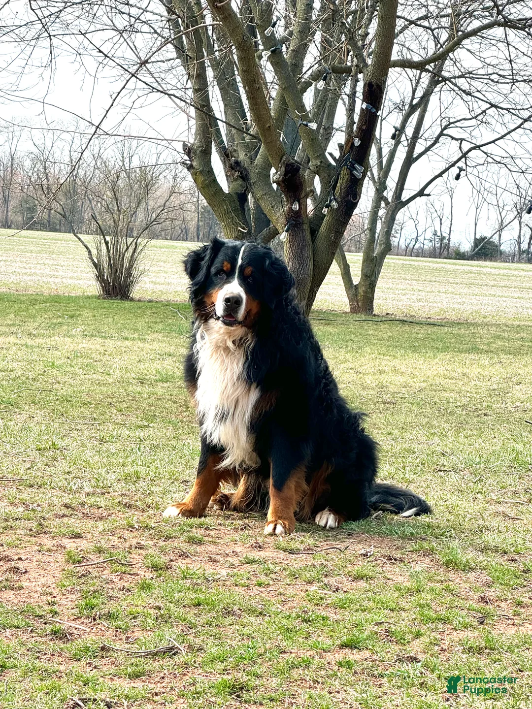 Bernese Mountain Dog dogs for sale: Brandy - Ad 3