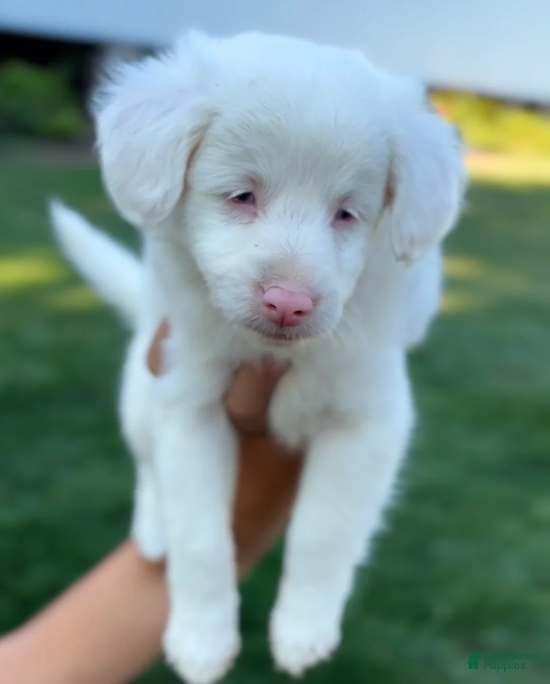 Mini Aussiedoodle dogs for sale: Faith - Ad 2