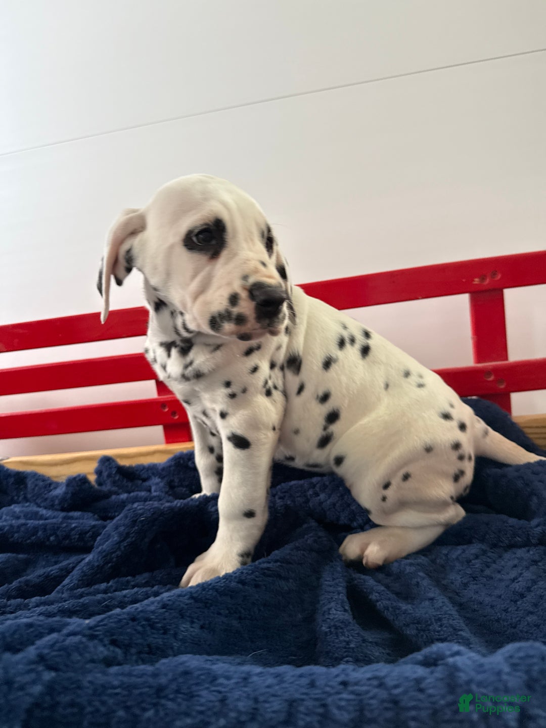 Dalmatian dogs for sale: Trinity - Ad 23