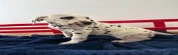 Dalmatian dogs for sale: Trinity - Ad 23