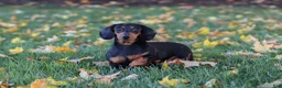 Miniature Dachshund dogs for sale: Luca - Ad 8