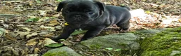Pug dogs for sale: Brittney - Ad 12