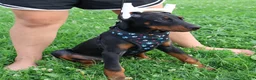 Doberman Pinscher dogs for sale: Doberman Pinscher 4 - Ad 24