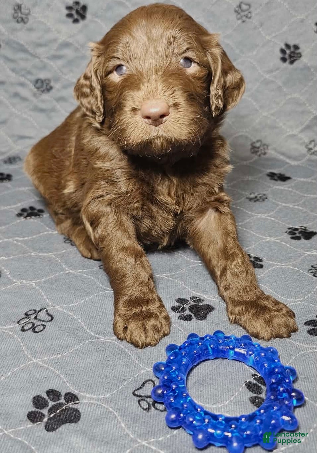 Goldendoodle dogs for sale:  Cappuccino  - Ad 3