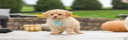 Cavapoo dogs for sale: Sven - Ad 4