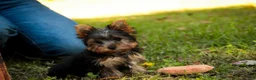 Yorkshire Terrier dogs for sale: Stephan Yorkshire Terrier  - Ad 4
