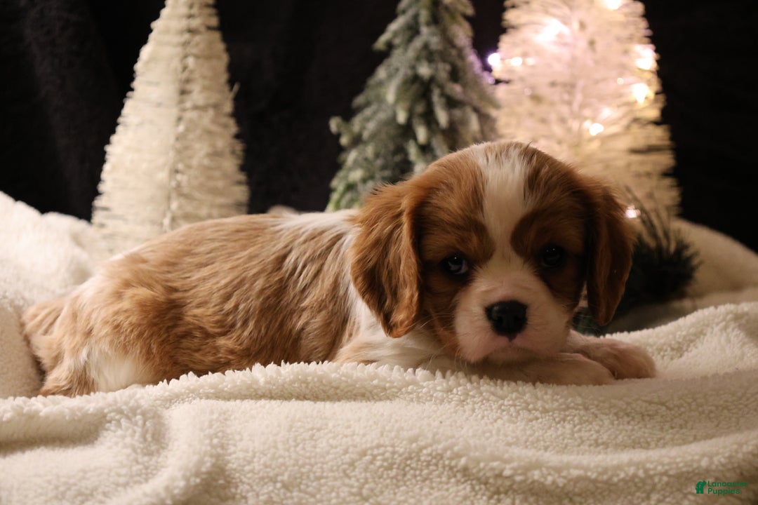 Cavalier King Charles Spaniel dogs for sale: Cinnamon - Ad 4