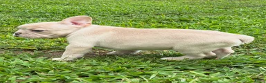 French Bulldog 2