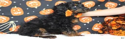 Cockapoo dogs for sale: Toffee  - Ad 4
