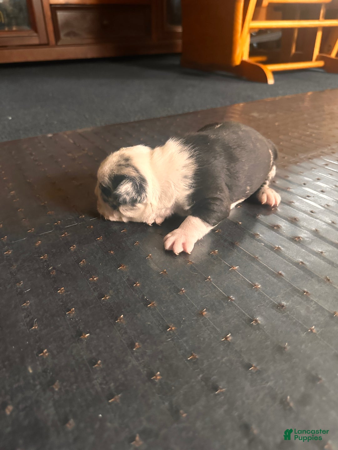 Mixed Breed dogs for sale: Honey - Ad 4