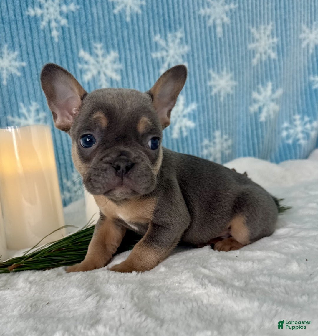 French Bulldog dogs for sale: Bentley - Ad 5