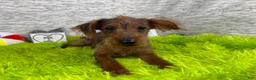 Yorkiepoo dogs for sale: Yorkiepoo 1 - Ad 7