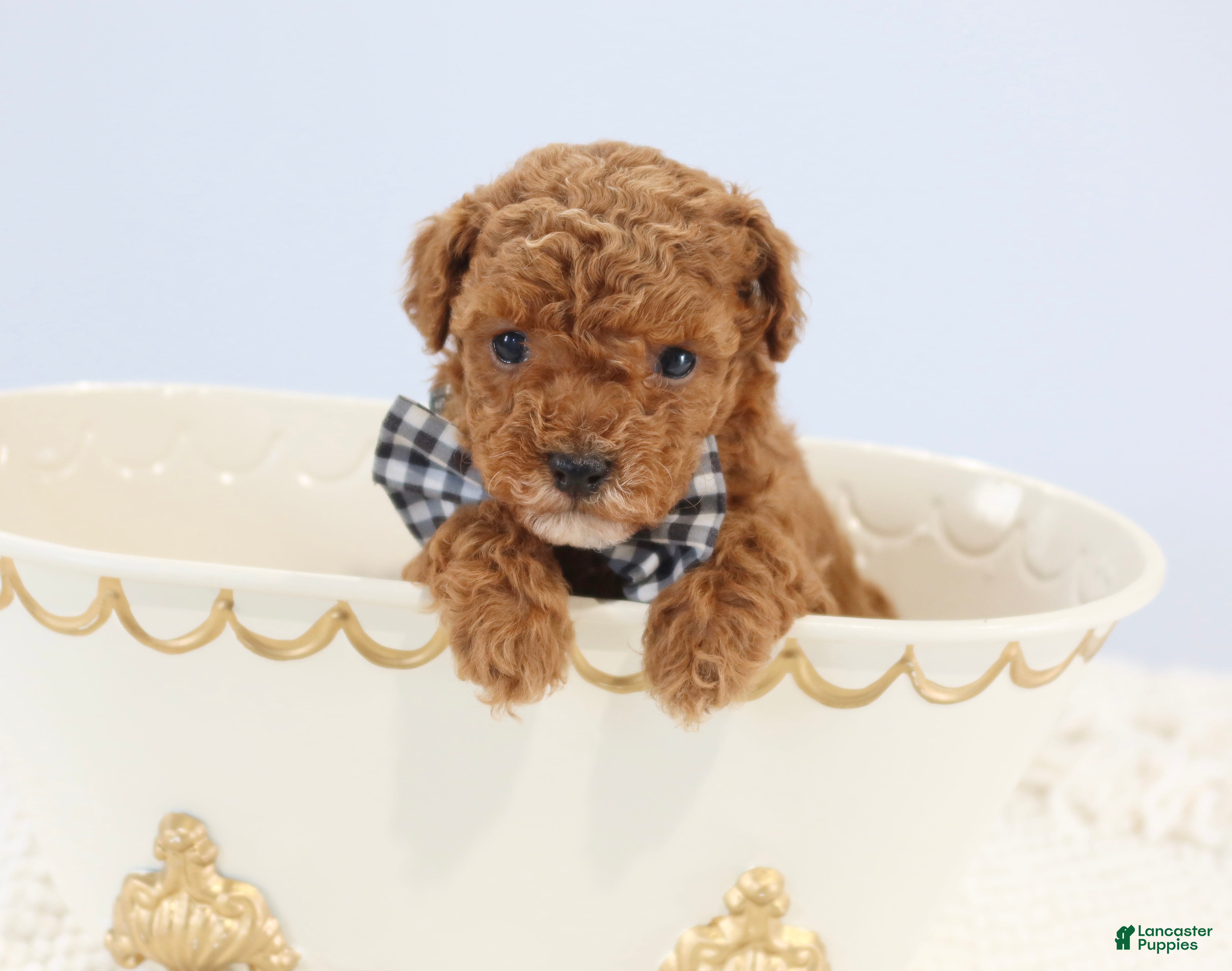 Toy Poodle dogs Abby  - Ad 2
