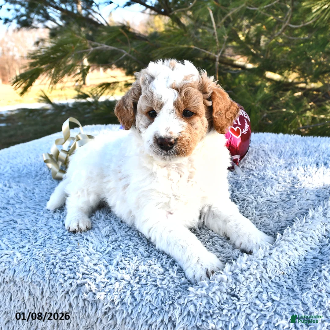 Mini Goldendoodle dogs for sale: Parker - Ad 7