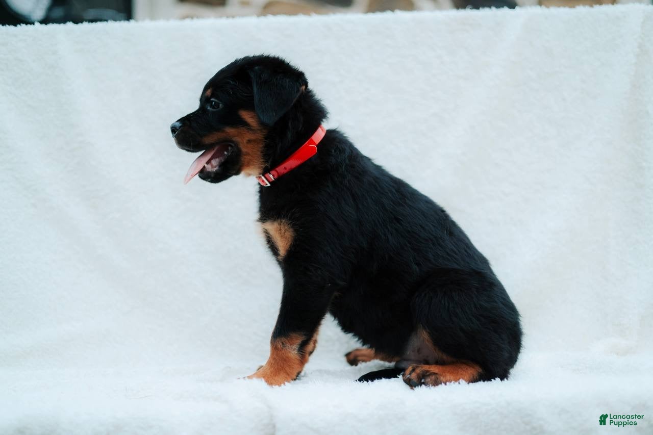Rottweiler dogs Rottweiler 2 - Ad 2