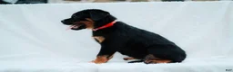 Rottweiler dogs for sale: Rottweiler 2 - Ad 2