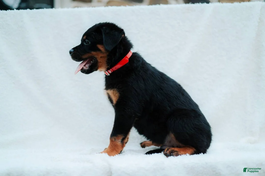 Rottweiler dogs for sale: Rottweiler 2 - Ad 2