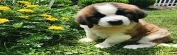 Saint Bernard dogs for sale: Tessie - Ad 3