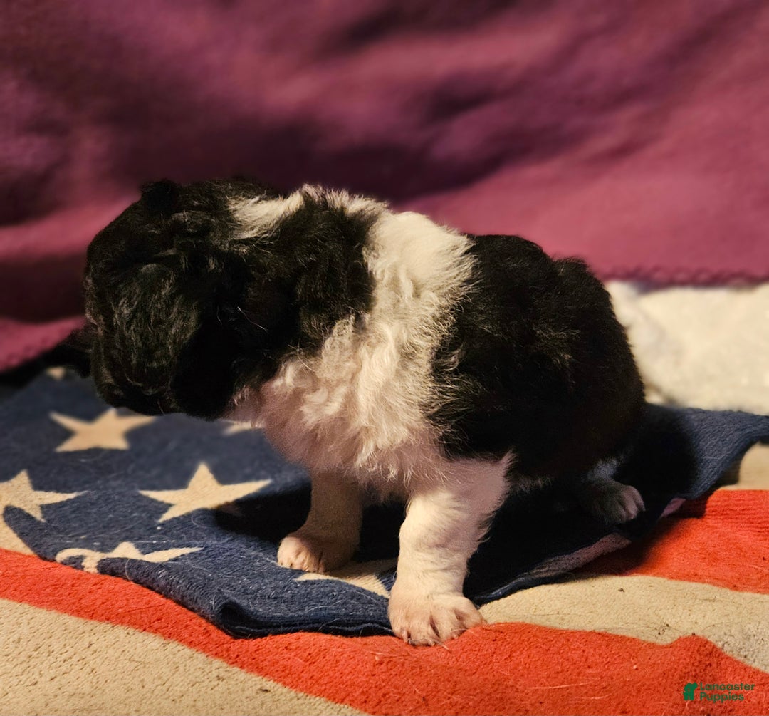 Chihuahua dogs for sale: Cindy (T-Cup) - Ad 9