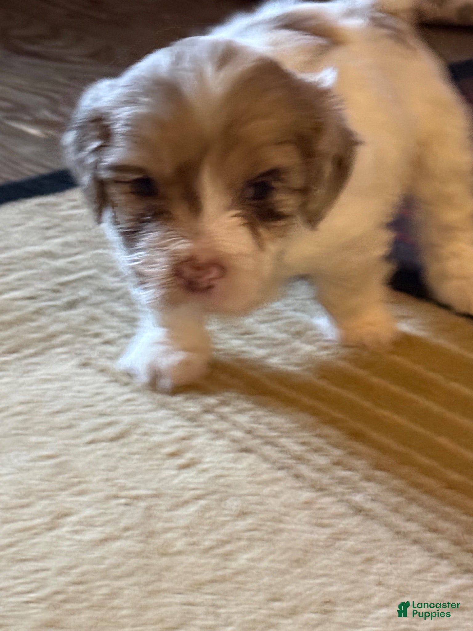 Mixed Breed dogs Bruce - Ad 2