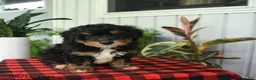 Mini Bernedoodle dogs for sale: Rod  - Ad 4