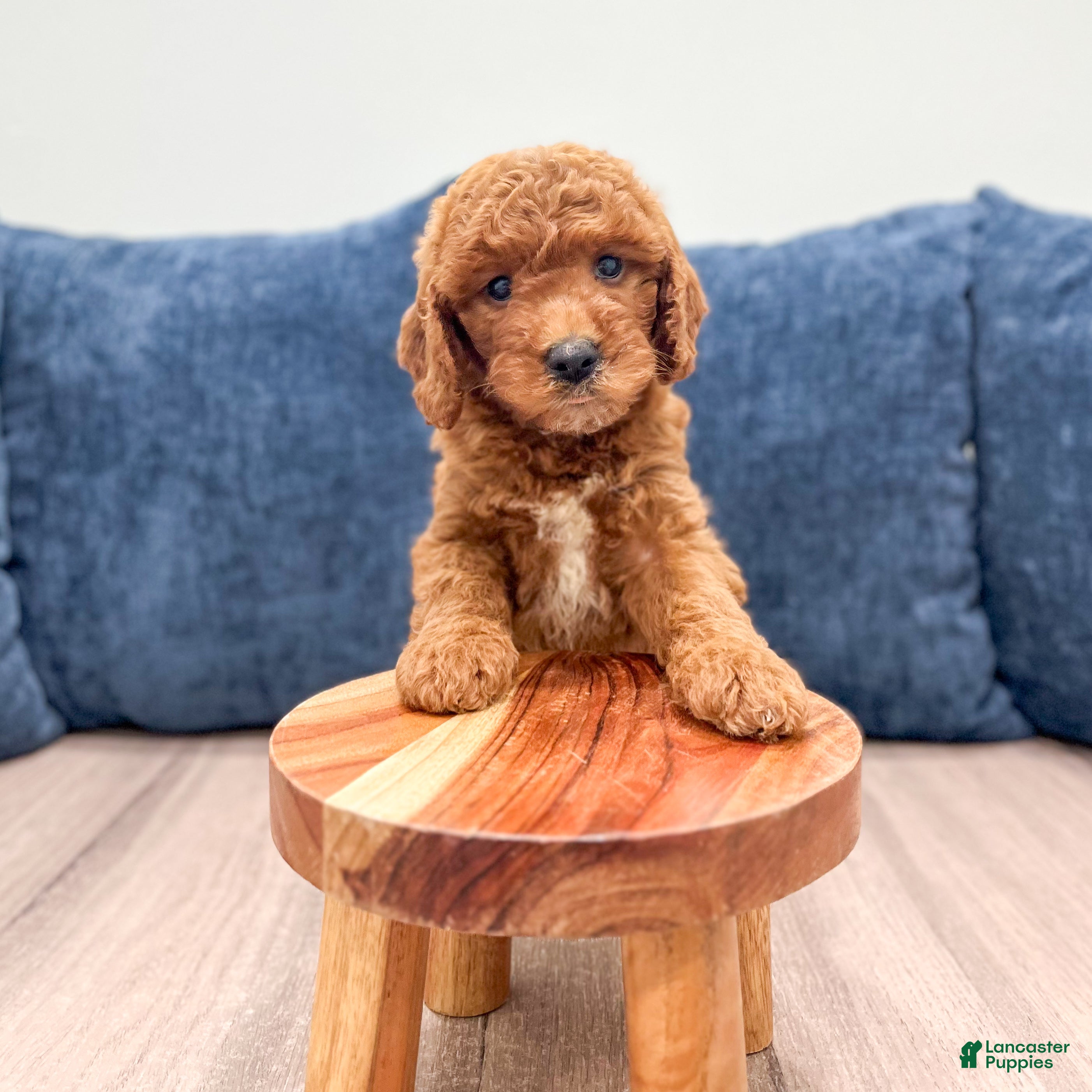 Mini Goldendoodle dogs Willow - Ad 2