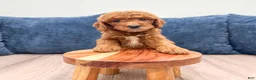 Mini Goldendoodle dogs for sale: Willow - Ad 2