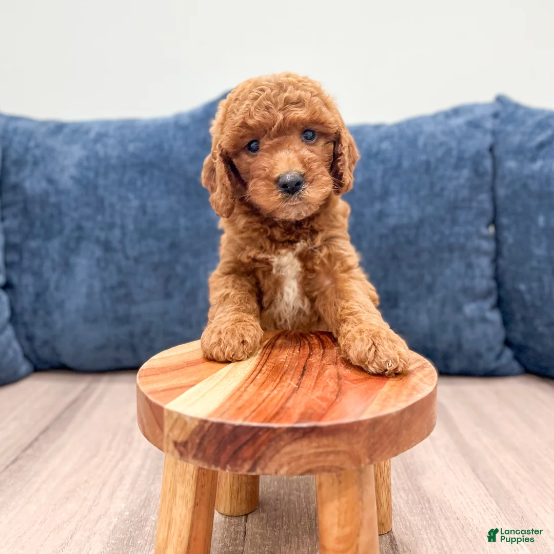 Mini Goldendoodle dogs for sale: Willow - Ad 2
