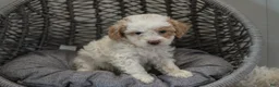Cockapoo dogs for sale: Luna - Ad 4