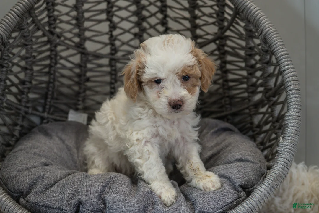 Cockapoo dogs for sale: Luna - Ad 4