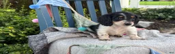 Miniature Dachshund dogs for sale: Tango - Ad 10