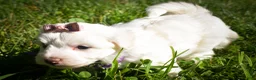 Maltese dogs for sale: Diamond🎀 - Ad 8