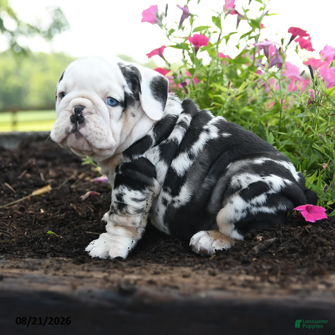 English Bulldog dogs for sale: Jinx - Ad 5
