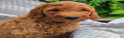 Mini Goldendoodle dogs for sale: Trevor - Ad 7