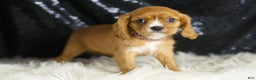 Cavalier King Charles Spaniel dogs for sale: Sonoma - Ad 3