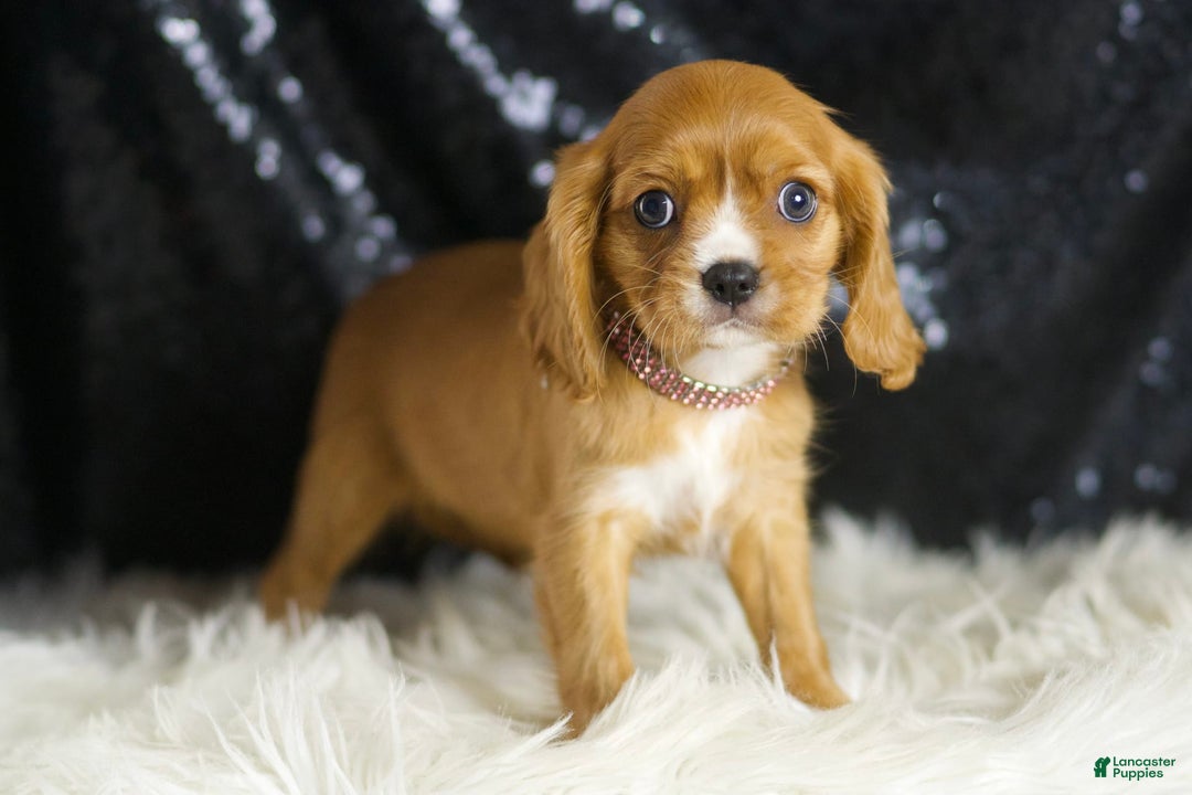 Cavalier King Charles Spaniel dogs for sale: Sonoma - Ad 3