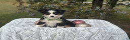 Miniature Australian Shepherd dogs for sale: Tango - Ad 9
