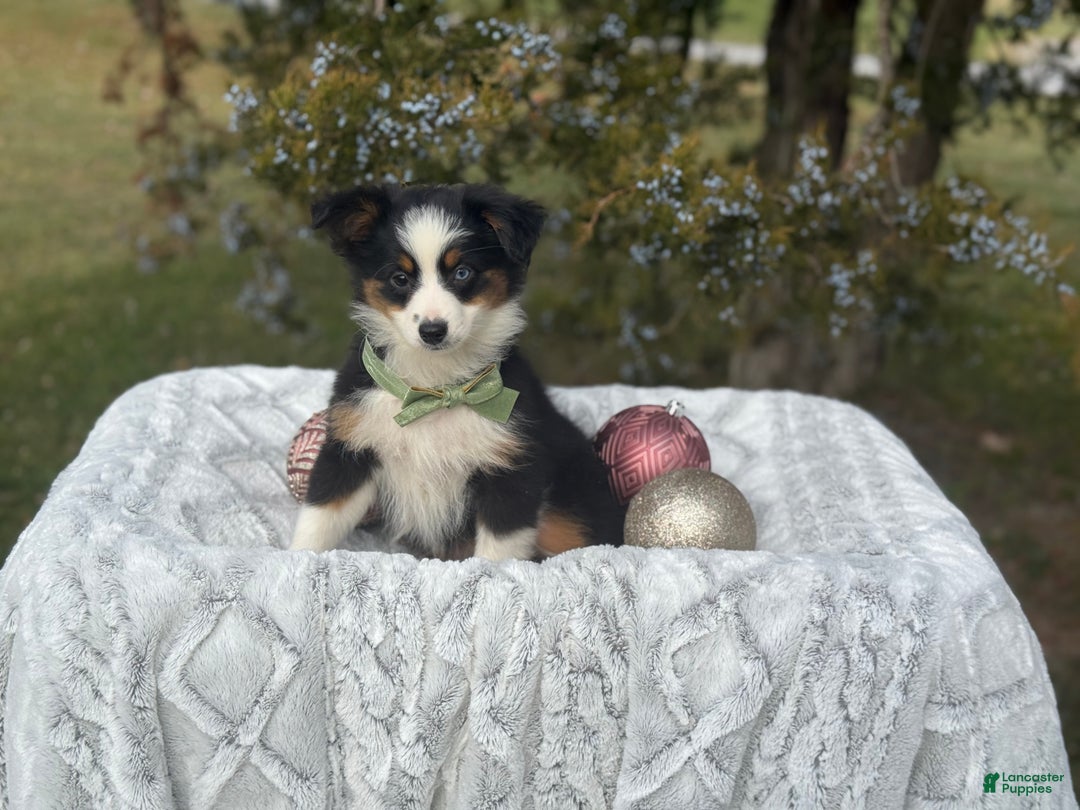 Miniature Australian Shepherd dogs for sale: Tango - Ad 9