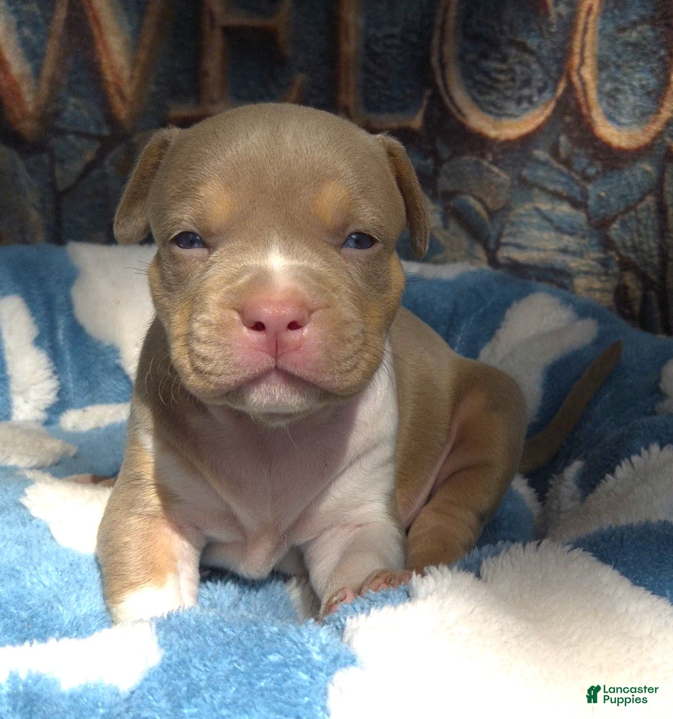 American Bully dogs "AL B SURE" LILAC TRI COLOR / UKC REGISTERD - Ad 7