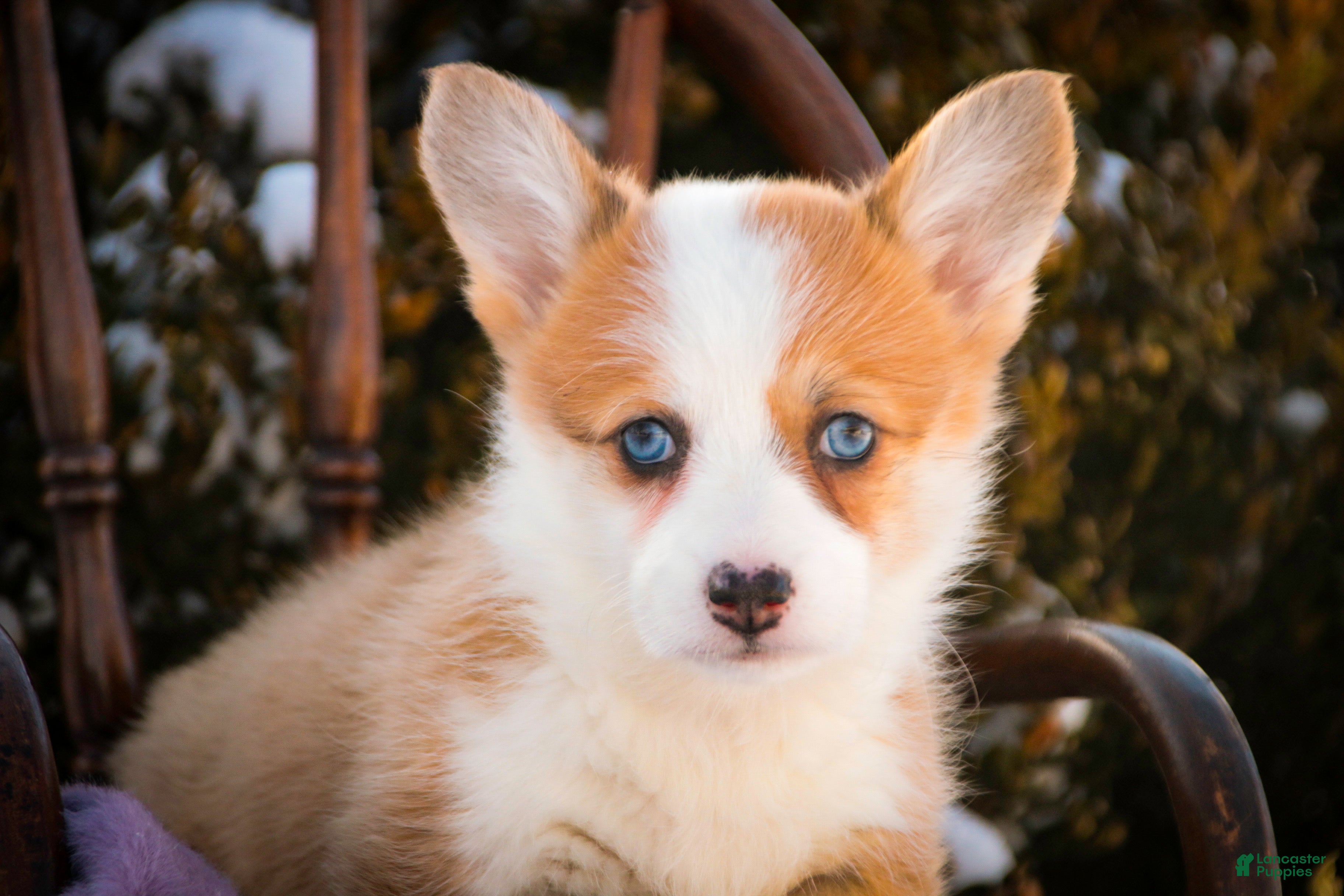 Welsh Corgi Pembroke dogs Elsa - Ad 41